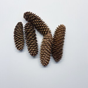 Natural Pinecones, Christmas Winter Home Decor, Set of 5 image 8