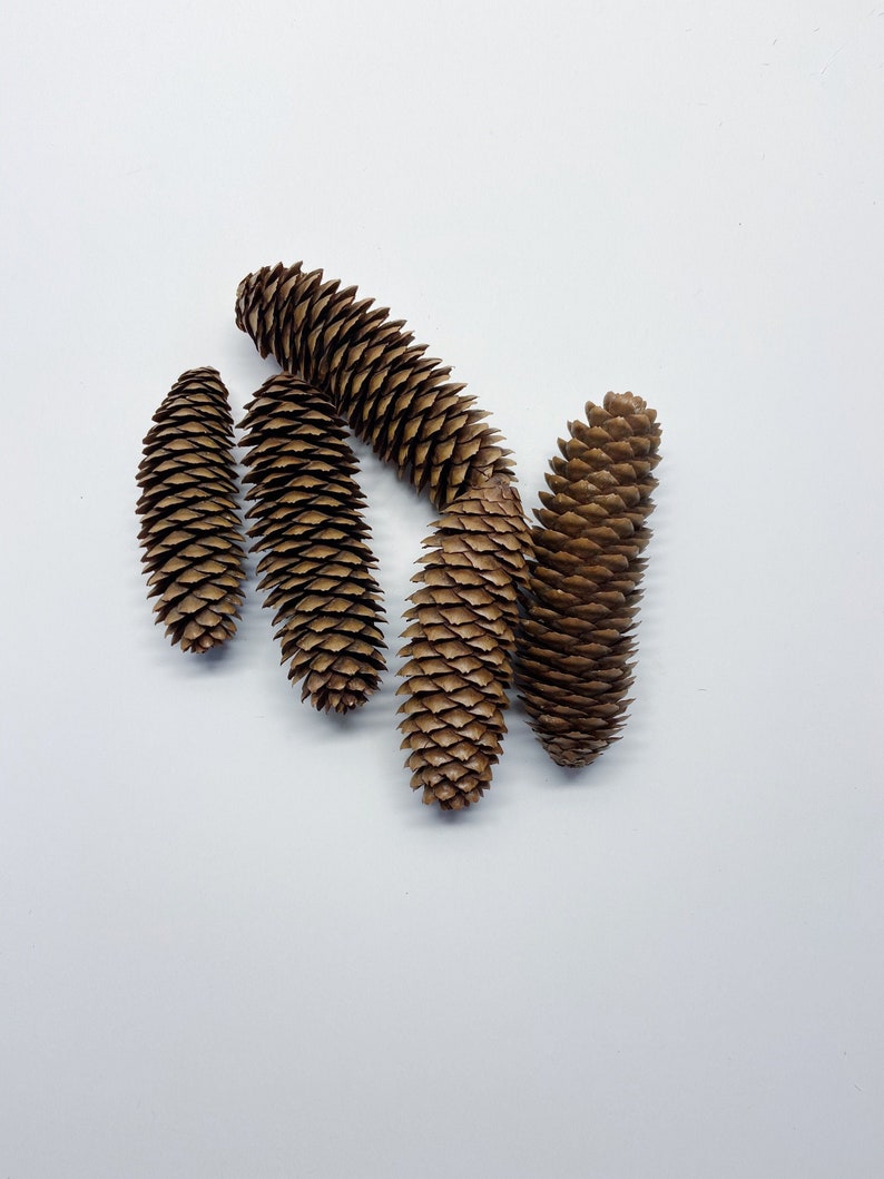 Natural Pinecones, Christmas Winter Home Decor, Set of 5 image 8