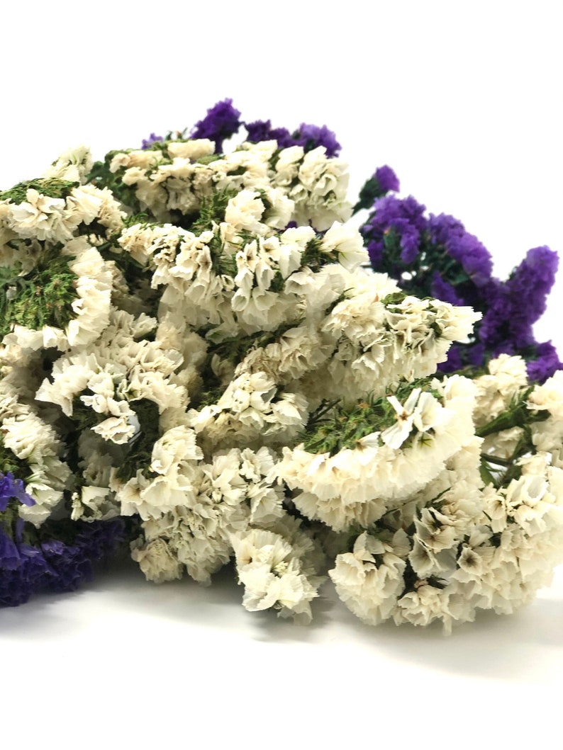 Sinuata Statice, Limonium Sinuatum, Pink, Rose, Blue Statice, Blue, White, Dried, Preserved Flowers Real Flowers Wedding Flowers Bouquet image 7