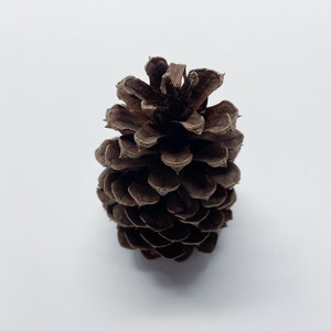 Natural Pinecones, Christmas Winter Home Decor, Set of 5 image 5