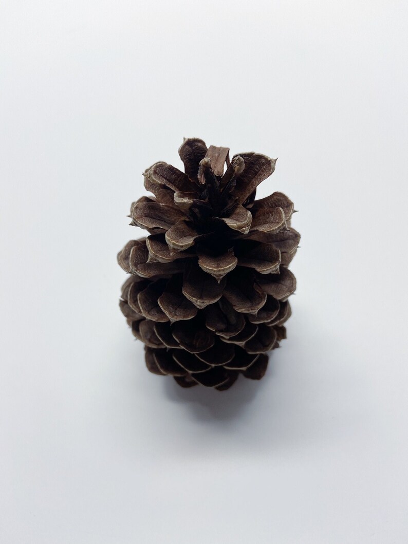Natural Pinecones, Christmas Winter Home Decor, Set of 5 image 5