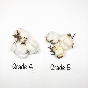 6 Cotton Heads, Natural, Dried, Wreath DIY, White Flower, Photography Props, Balls, Cotton Branch, Fall, Favors, image 5