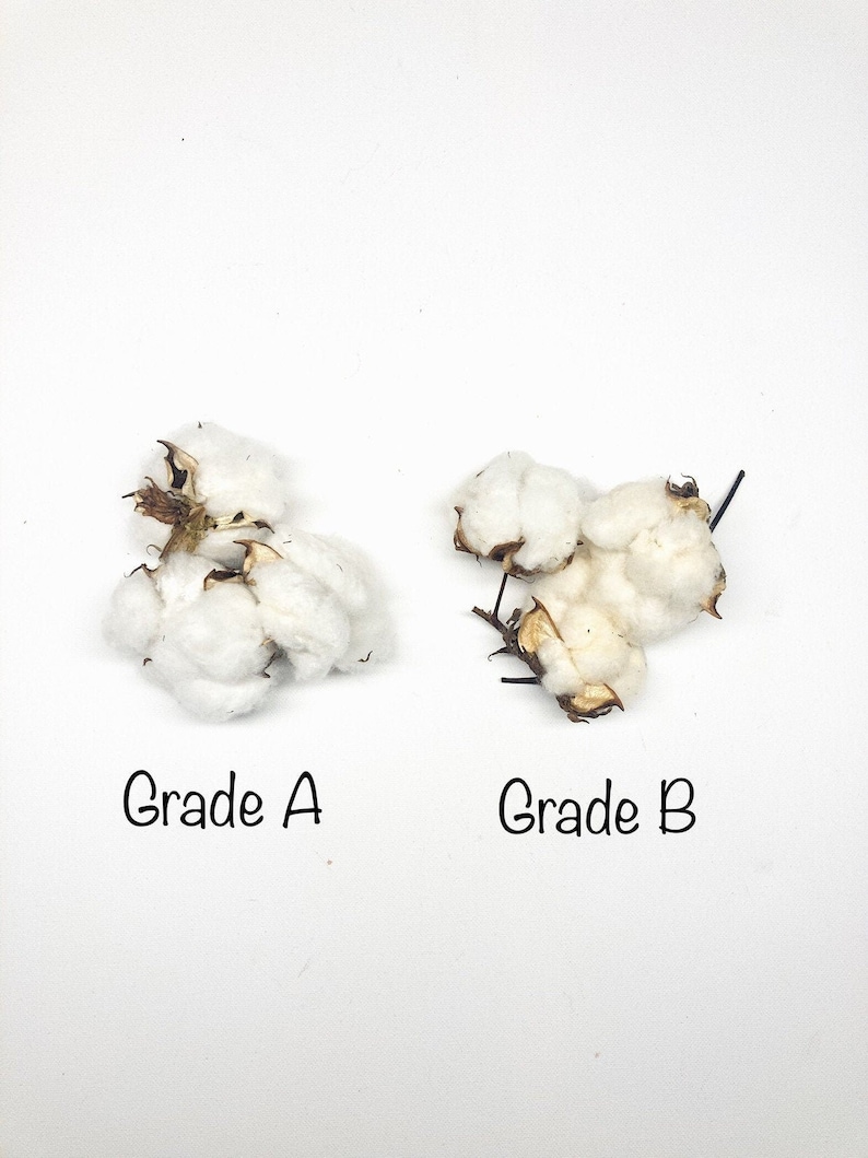 6 Cotton Heads, Natural, Dried, Wreath DIY, White Flower, Photography Props, Balls, Cotton Branch, Fall, Favors, image 5