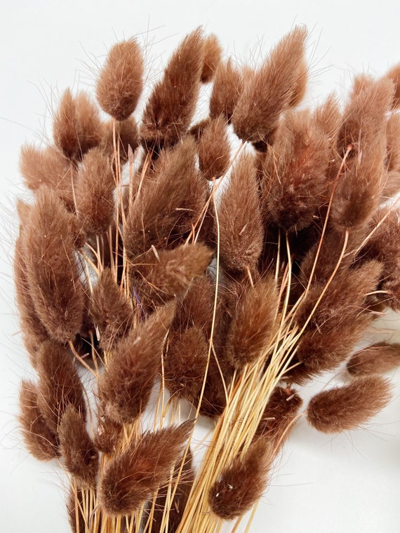 Bunny Tail Grass Natural Preserved Dried Flowers Rose Eucalyptus