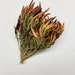 see more listings in the Dried/Preserved Flowers section
