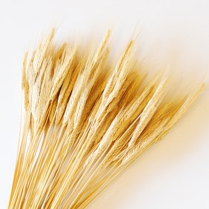 May include: A bunch of dried wheat stalks with golden brown heads arranged in a fan shape against a white background.