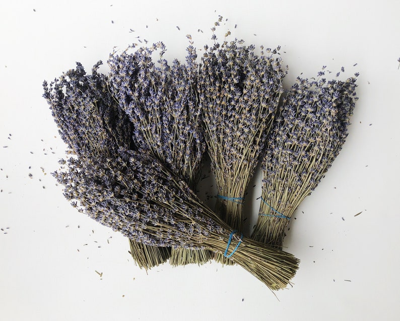Dried Lavender 5 Bunches Stems Preserved Dried English Etsy