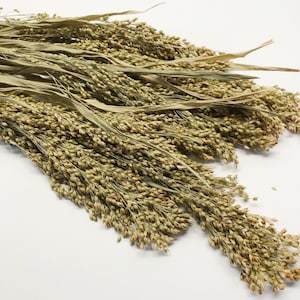 Könnte beinhalten: Ein Bündel getrockneter Hirsehalme mit grünen und braunen Samenköpfen. Die Halme sind fächerförmig angeordnet und liegen auf einer weißen Oberfläche.