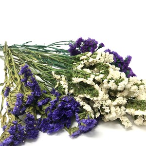 Sinuata Statice, Limonium Sinuatum, Pink, Rose, Blue Statice, Blue, White, Dried, Preserved Flowers Real Flowers Wedding Flowers Bouquet image 8