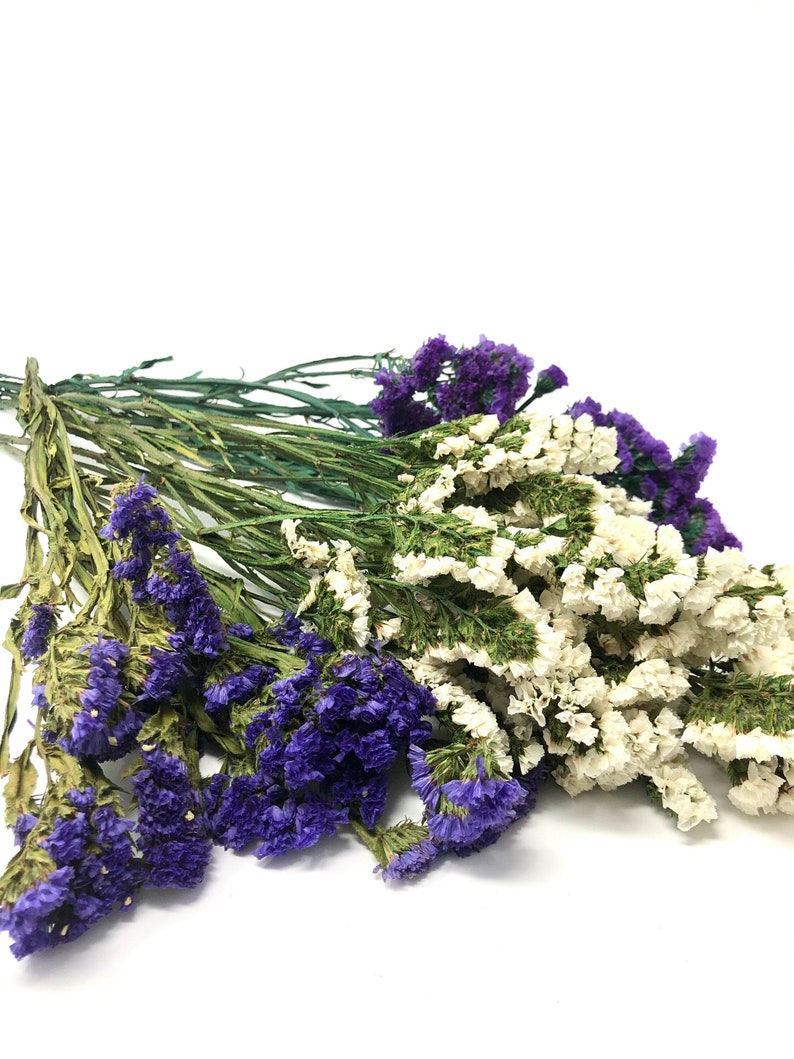 Sinuata Statice, Limonium Sinuatum, Pink, Rose, Blue Statice, Blue, White, Dried, Preserved Flowers Real Flowers Wedding Flowers Bouquet image 8