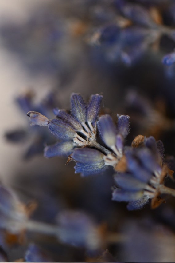 250 Tiges Lavande Un Bouquet Conservés Anglais Sec Sécher Lavande Mariage Maison Decor Bouquet Bouquet Séché Floral Fleurs De Lavande