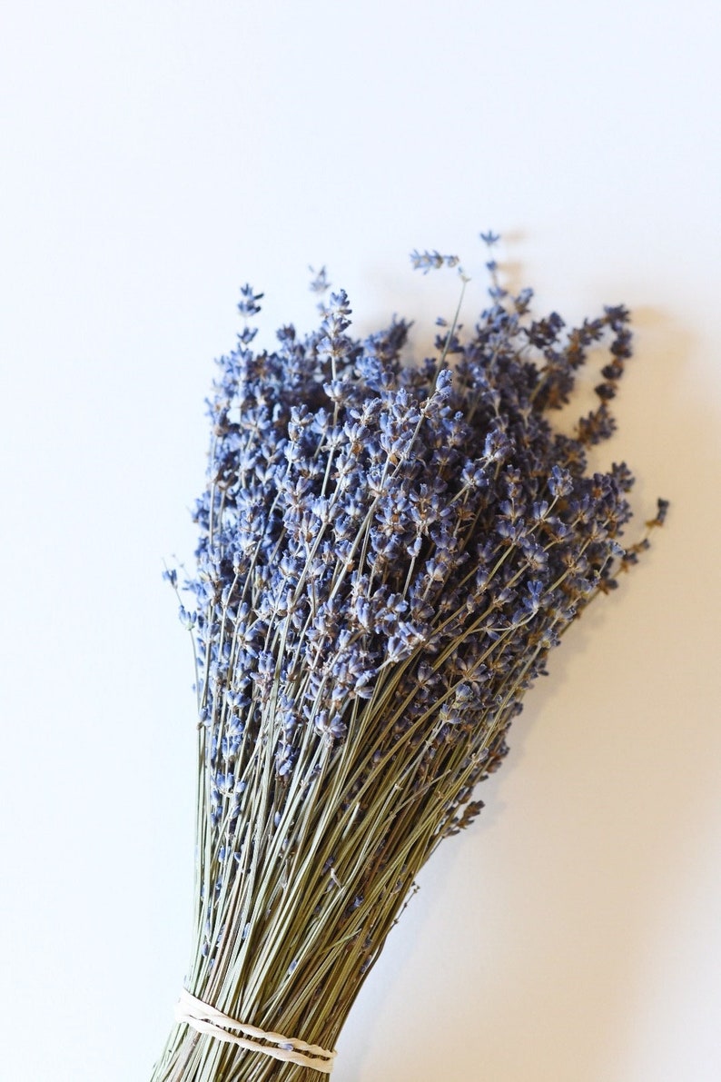 Dried English Lavender Bunch, 200-250 Stems, 3 oz Preserved for Longevity, Blue Purple Color, Fragrant and Beautiful for Weddings Home Decor image 4
