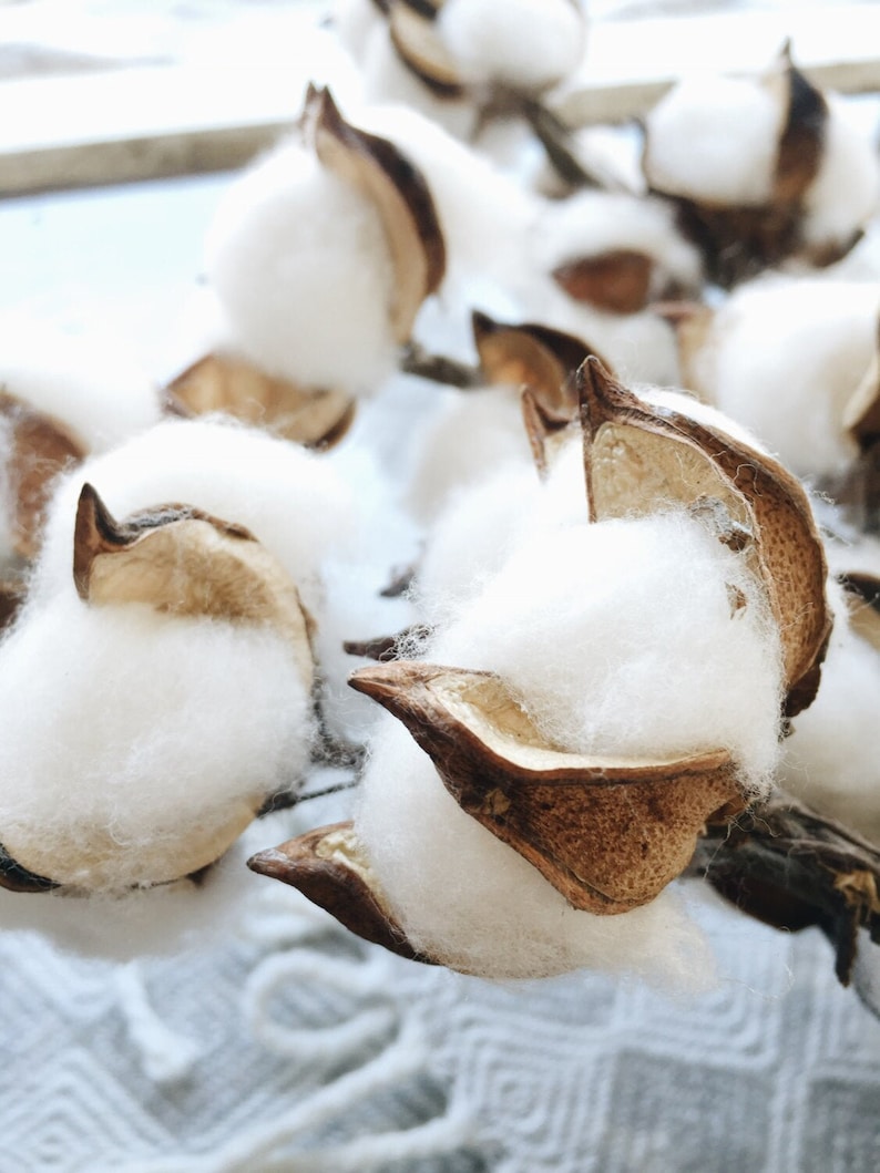 13 18 31 Cotton Stem, Cotton Balls, Branches, Bunch, Wedding, Rustic, Country, DIY, Flowers, Floral, Anniversary, Farmhouse, stems, white image 6