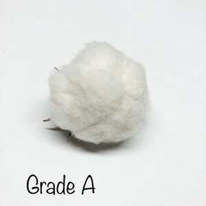 6 Cotton Heads, Natural, Dried, Wreath DIY, White Flower, Photography Props, Balls, Cotton Branch, Fall, Favors, image 3