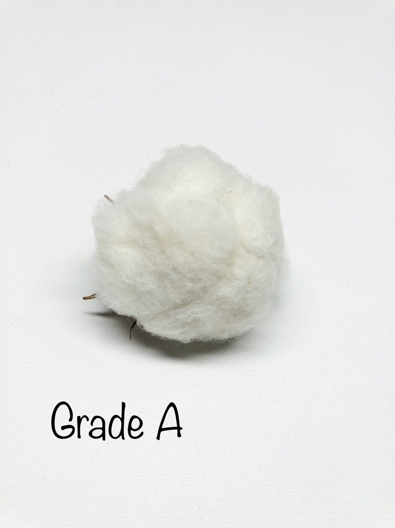 6 Cotton Heads, Natural, Dried, Wreath DIY, White Flower, Photography Props, Balls, Cotton Branch, Fall, Favors, image 3