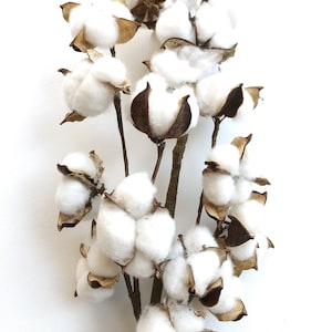 13 18 31 Cotton Stem, Cotton Balls, Branches, Bunch, Wedding, Rustic, Country, DIY, Flowers, Floral, Anniversary, Farmhouse, stems, white image 1