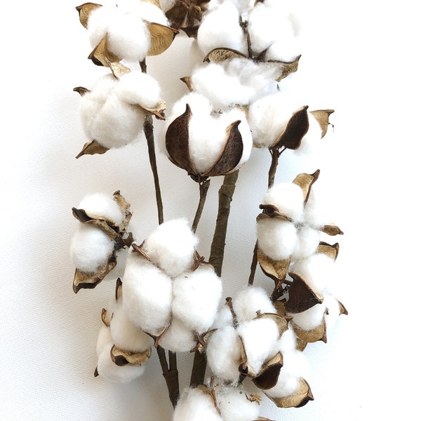 13" 18" 31" Cotton Stem, Cotton Balls, Branches, Bunch, Wedding, Rustic, Country, DIY, Flowers, Floral, Anniversary, Farmhouse, stems, white