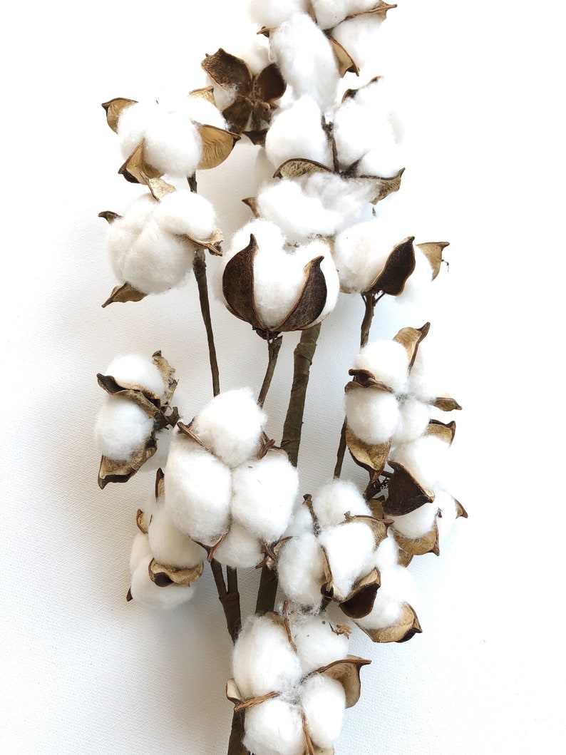 13 18 31 Cotton Stem, Cotton Balls, Branches, Bunch, Wedding, Rustic, Country, DIY, Flowers, Floral, Anniversary, Farmhouse, stems, white image 1