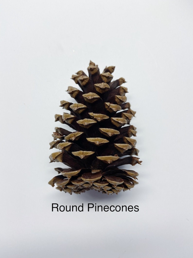 Natural Pinecones, Christmas Winter Home Decor, Set of 5 image 10