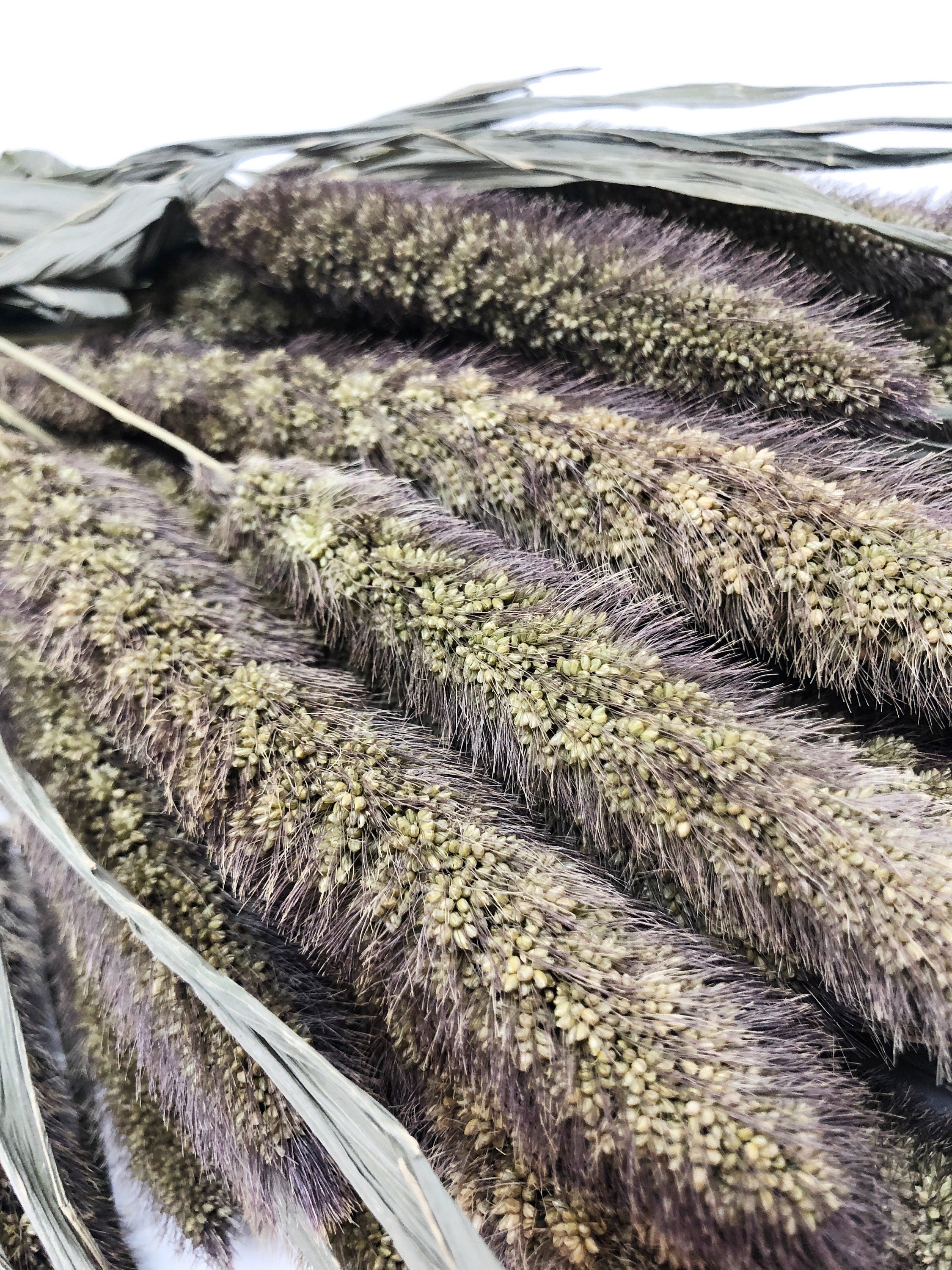 Preserved German Millet Bunch, Natural Green Tan Floral Filler - Etsy