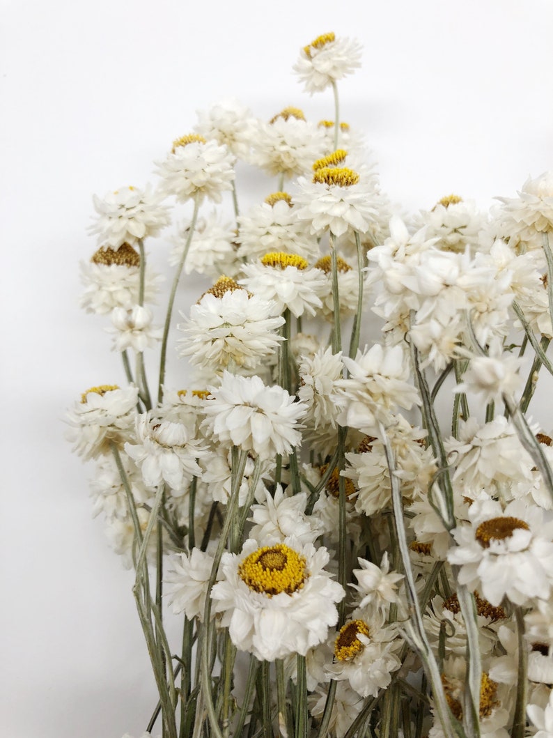 Tall Dried Ammobium White Flowers Filler Floral Wedding Etsy