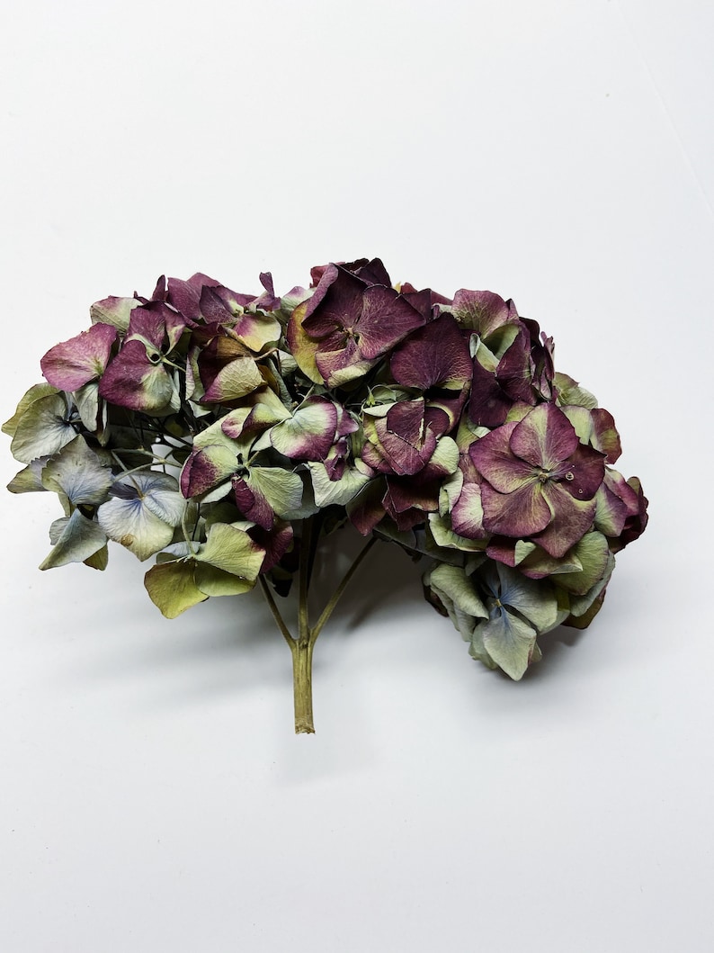 Dried Hydrangea Heads Stemless hydrangea Dry Flowers Etsy