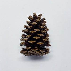 Natural Pinecones, Christmas Winter Home Decor, Set of 5 image 4