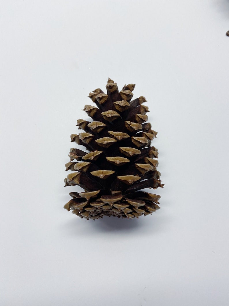 Natural Pinecones, Christmas Winter Home Decor, Set of 5 image 4
