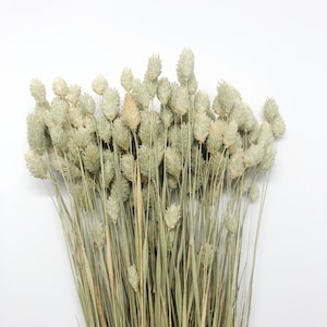 Phalaris, Preserved Wheat, Dried Grass, Wedding Flowers, Floral Arrangement, Filler, Country Style, House Decoration, Wheats and Grass