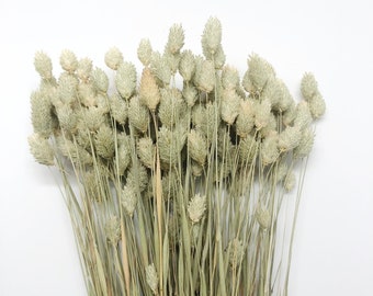 Phalaris, Preserved Wheat, Dried Grass, Wedding Flowers, Floral Arrangement, Filler, Country Style, House Decoration, Wheats and Grass