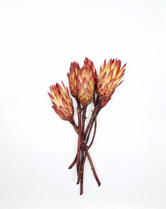8-8 Dried Protea Repens Flower Pods, Dried Flower, Preserved Flowers, Red,  Orange, Yellow Bright Colors Fall Color Sugarbush Wedding Bouquet