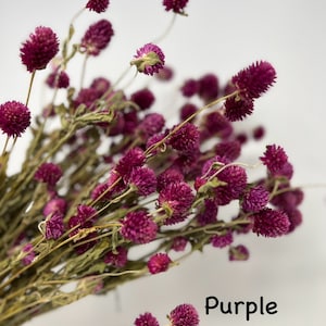 Globe Amaranth, Gomphrena, Dry Flowers, Dried, Red, Fuchsia Pink, Rose Pink, Dry Flowers, Floral, Wedding, Wildflowers Floral Arrangements image 5