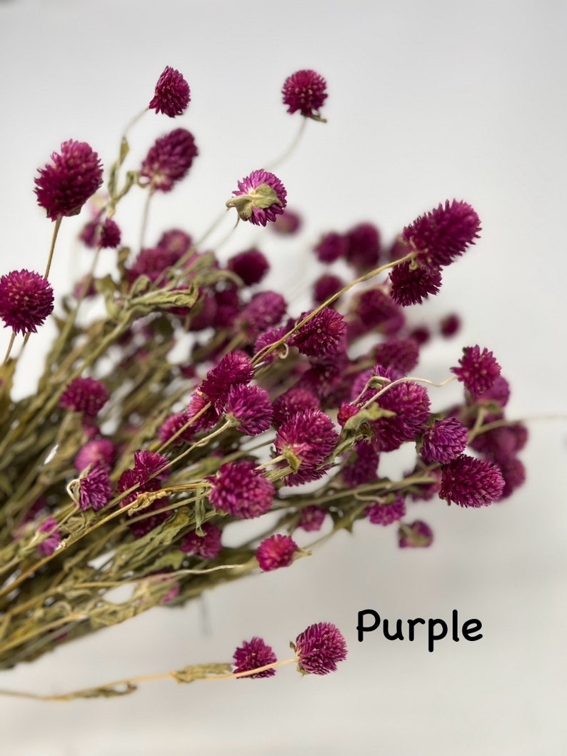 Globe Amaranth, Gomphrena, Dry Flowers, Dried, Red, Fuchsia Pink, Rose Pink, Dry Flowers, Floral, Wedding, Wildflowers Floral Arrangements image 5