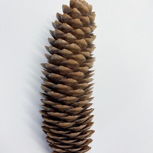 Natural Pinecones, Christmas Winter Home Decor, Set of 5 image 7