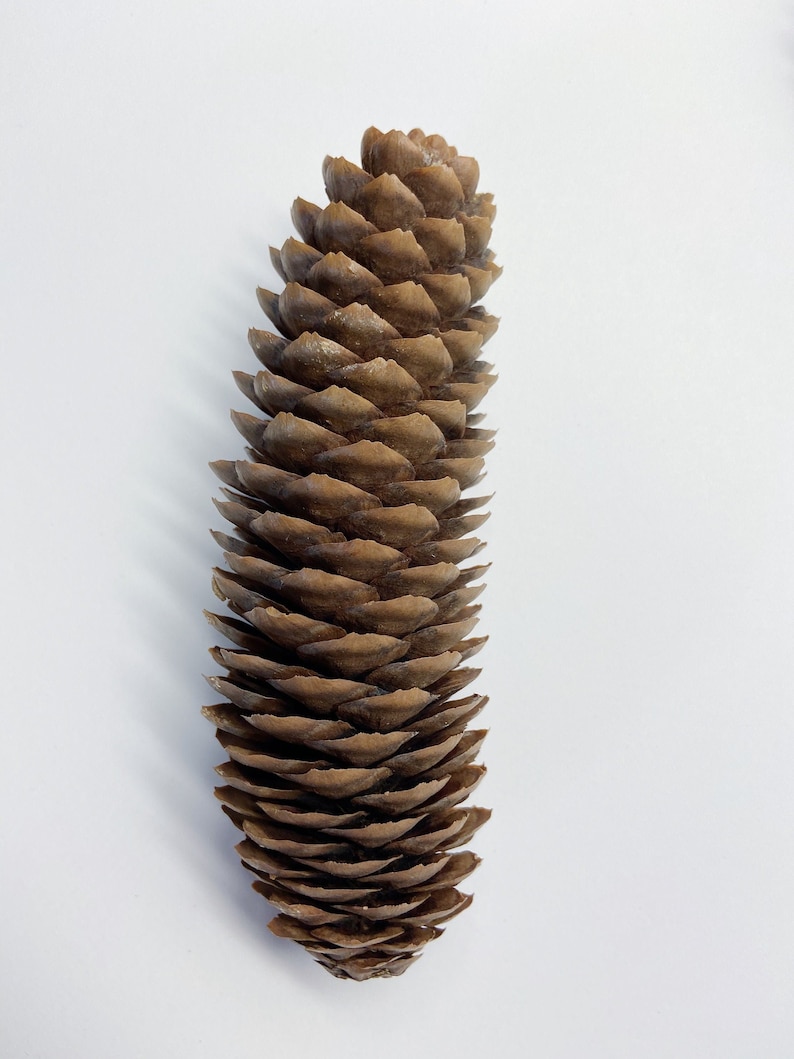 Natural Pinecones, Christmas Winter Home Decor, Set of 5 image 7