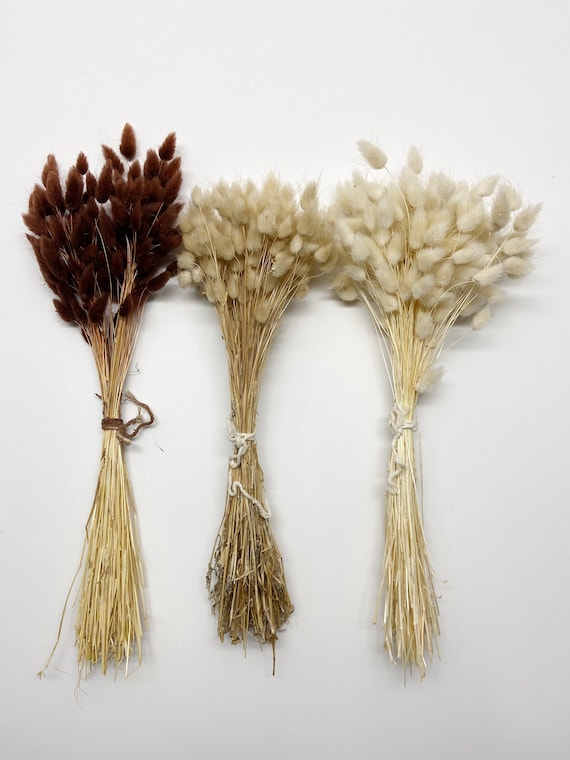 Flowers Plants Outdoor & Gardening Dry Bunny Tail Grass Preserved