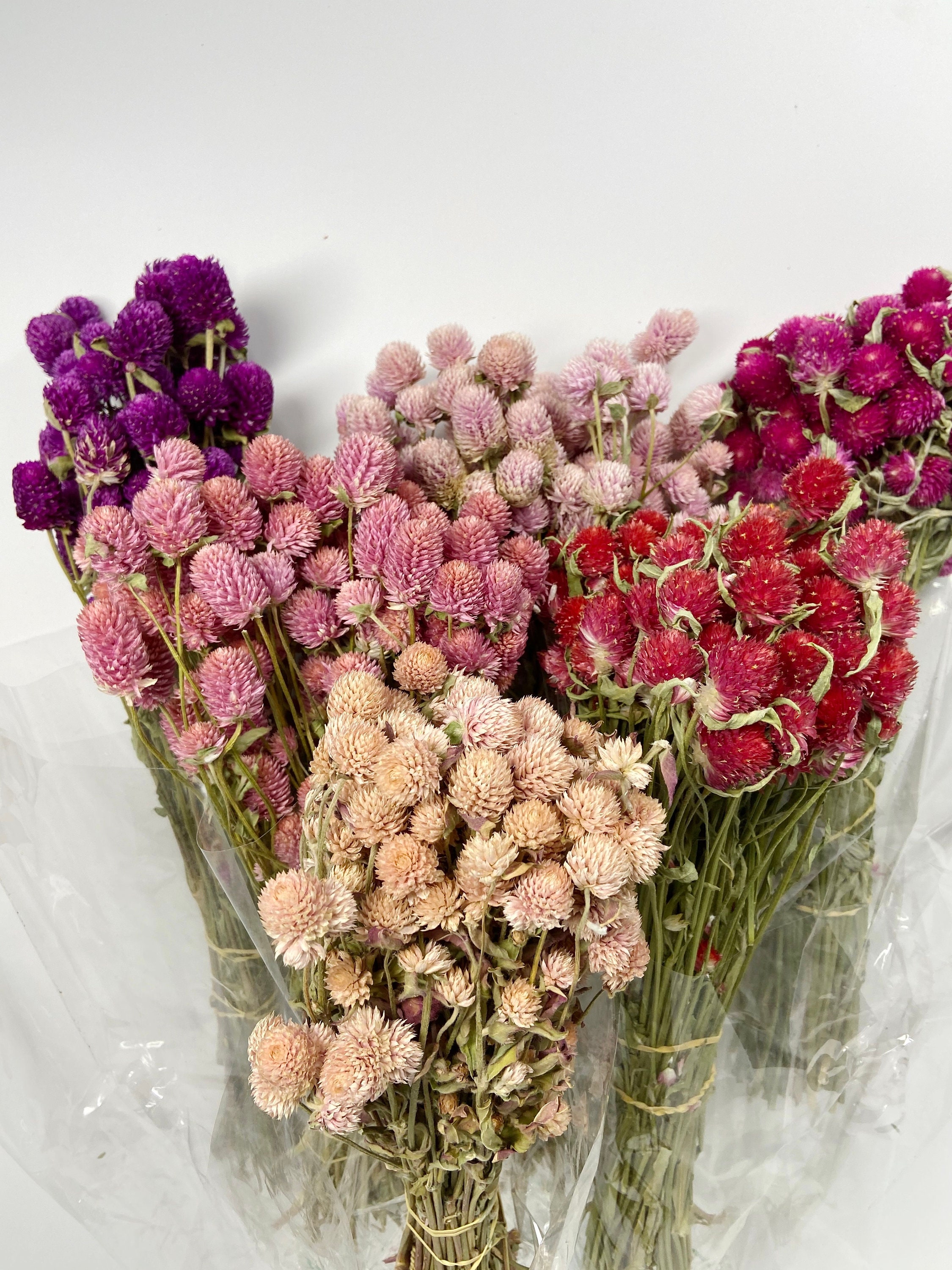 Globe Amaranth, Gomphrena, Dry Flowers, Dried, Red, Fuchsia Pink, Rose