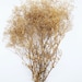 see more listings in the Dried/Preserved Flowers section