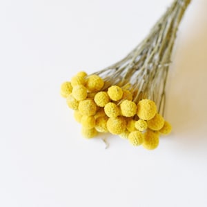 Dried Billy Balls, Craspedia Bunch, Drumstick Flower, Yellow Flowers, Dry Floral, Wedding Bouquet, Modern, Country Rustic Floral Arrangement