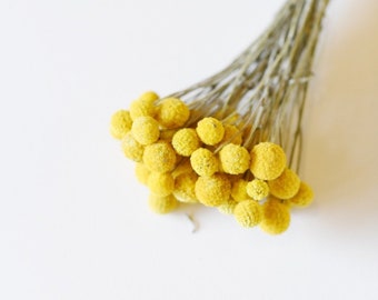 Dried Billy Balls, Craspedia Bunch, Drumstick Flower, Yellow Flowers, Dry Floral, Wedding Bouquet, Modern, Country Rustic Floral Arrangement