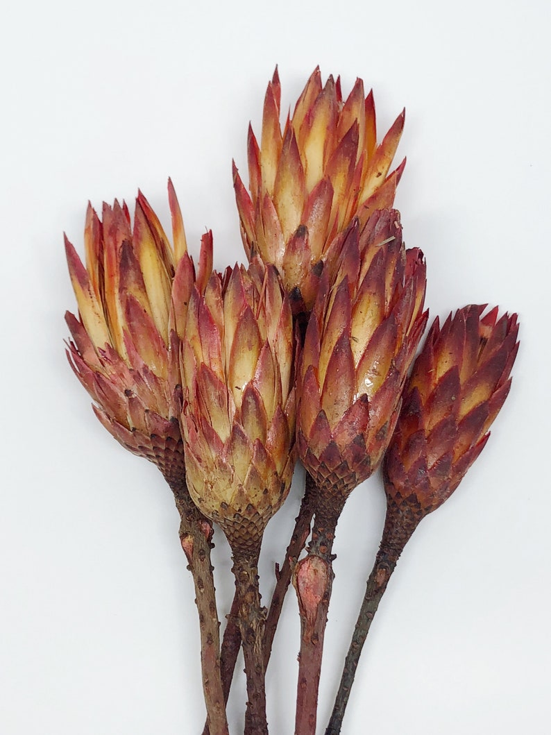 5-6 Dried Protea Repens Flower Pods Dried Flower Preserved ...