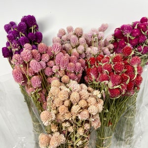Dried Globe Amaranth (Gomphrena) Flowers – Red, Fuchsia, Rose Pink, Cream – Wedding, Wildflower Arrangements, Floral Bouquets, DIY Crafts