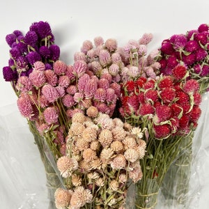 Globe Amaranth, Gomphrena, Dry Flowers, Dried, Red, Fuchsia Pink, Rose Pink, Dry Flowers, Floral, Wedding, Wildflowers Floral Arrangements image 1