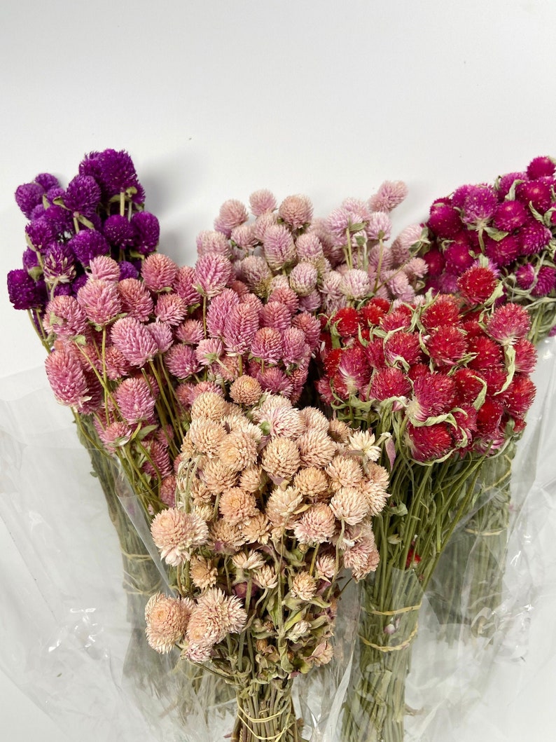 Globe Amaranth, Gomphrena, Dry Flowers, Dried, Red, Fuchsia Pink, Rose Pink, Dry Flowers, Floral, Wedding, Wildflowers Floral Arrangements image 1