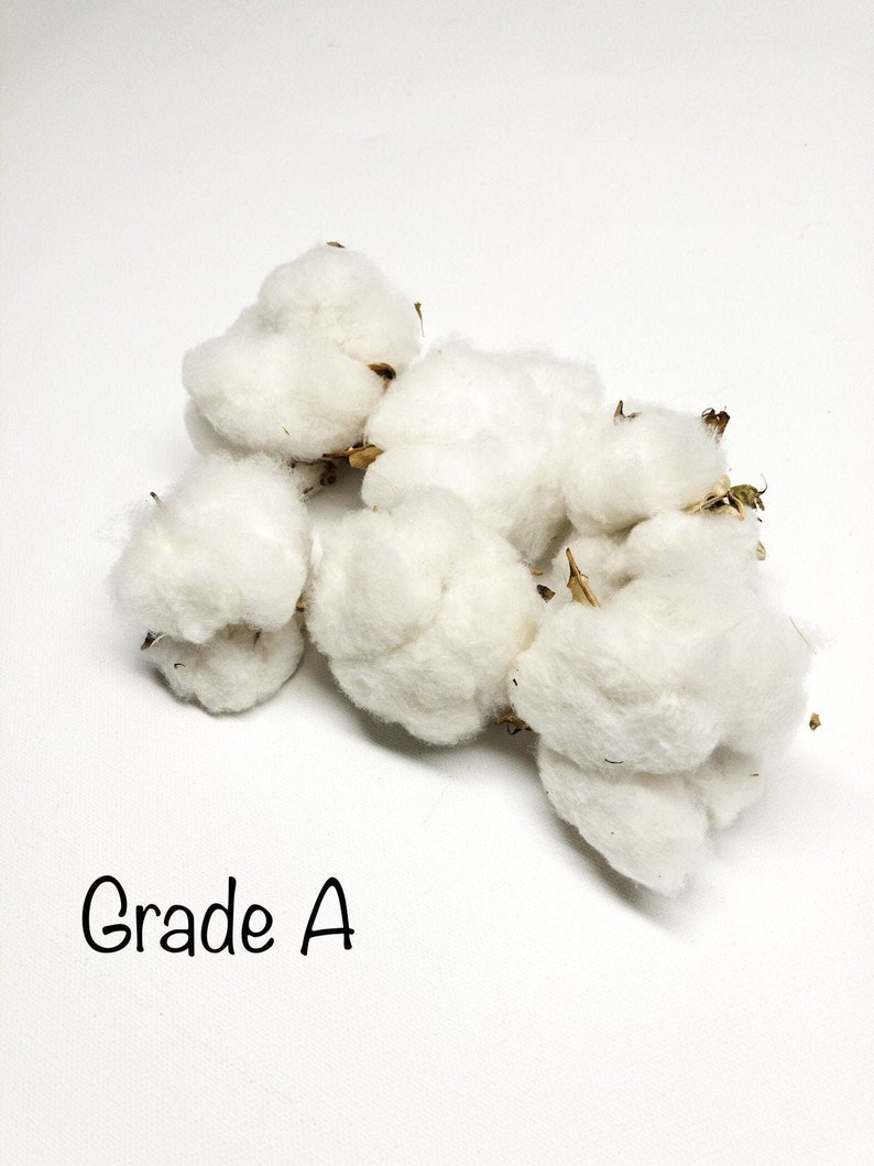 6 Cotton Heads, Natural, Dried, Wreath DIY, White Flower, Photography Props, Balls, Cotton Branch, Fall, Favors, image 2