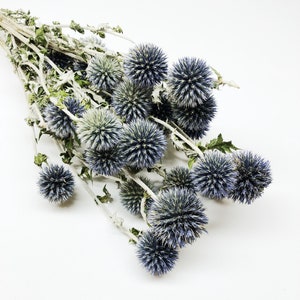 Dried Blue Globe Thistle, Long Stem, Echinops, Green, Purple, Boutonniere Flower, Flowers, Bouquets, Wedding, Floral, DIY, Ball Decor image 2