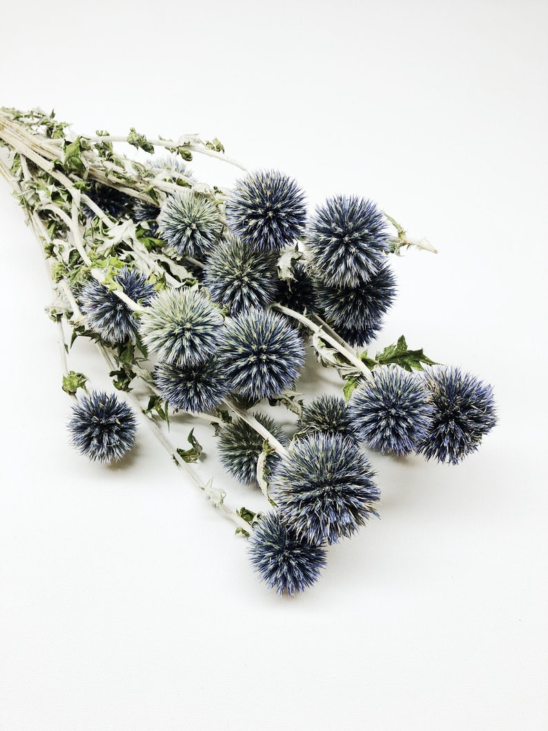 Dried Blue Globe Thistle, Long Stem, Echinops, Green, Purple, Boutonniere Flower, Flowers, Bouquets, Wedding, Floral, DIY, Ball Decor image 2