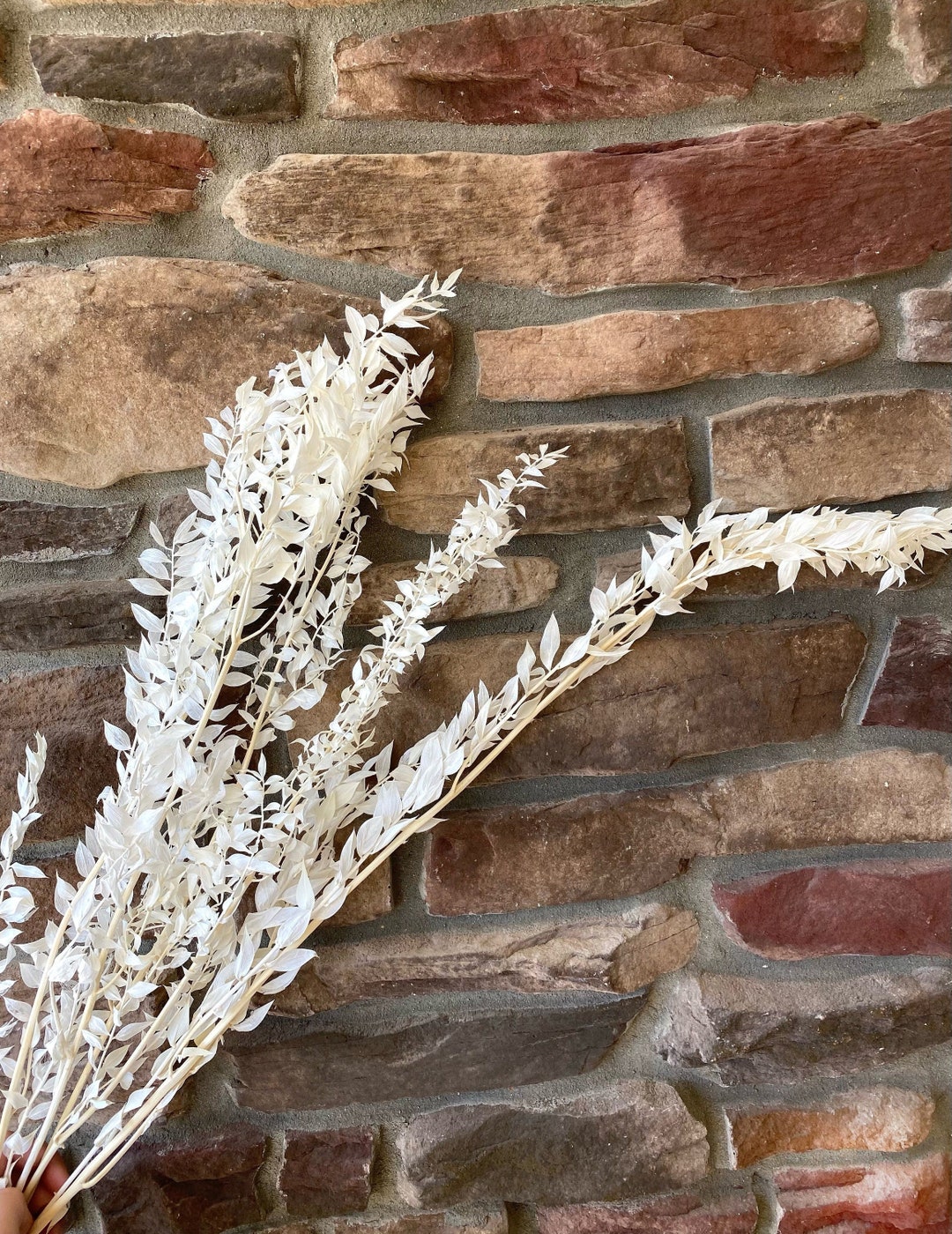 Ruscus Fillers Ruscus, Dried Flowers, Preserved Floral, Filler, Natural, Cream, Home ...
