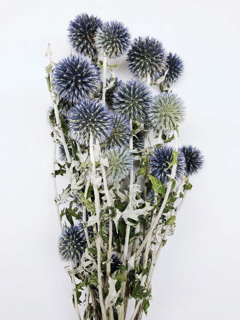 Dried Blue Globe Thistle Long Stem Echinops Green Purple Etsy
