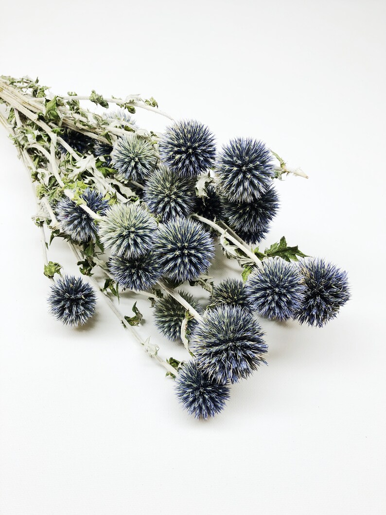 Dried Blue Globe Thistle Long Stem Echinops Green Purple Etsy